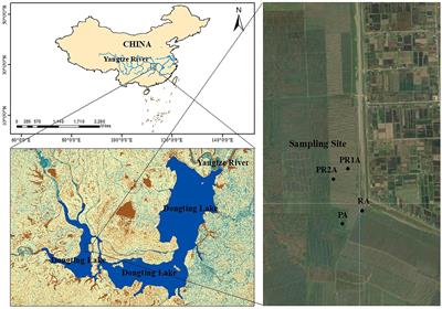 Effect of poplar ecological retreat project on soil bacterial community structure in Dongting Lake wetland